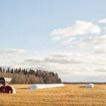 Grain Bag in field