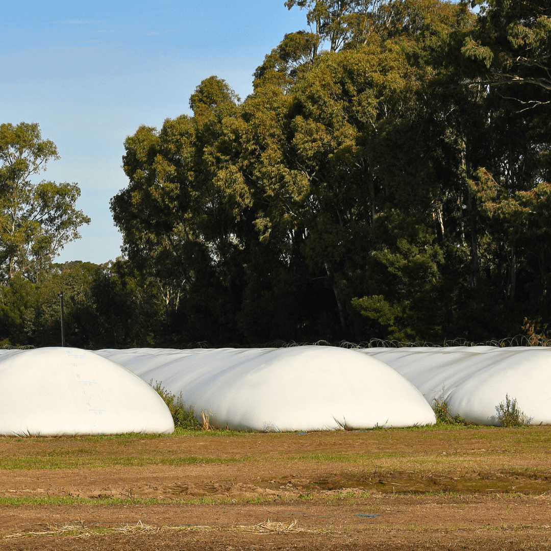 Grain bags in field