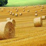 Golden baler netwrap bales in a field depicting the agriculture industry