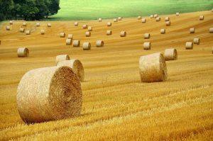 Golden baler netwrap bales in a field depicting the agriculture industry