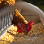 Chicken pecking at durable feed inside enclosure representing animal nutrition packaging.