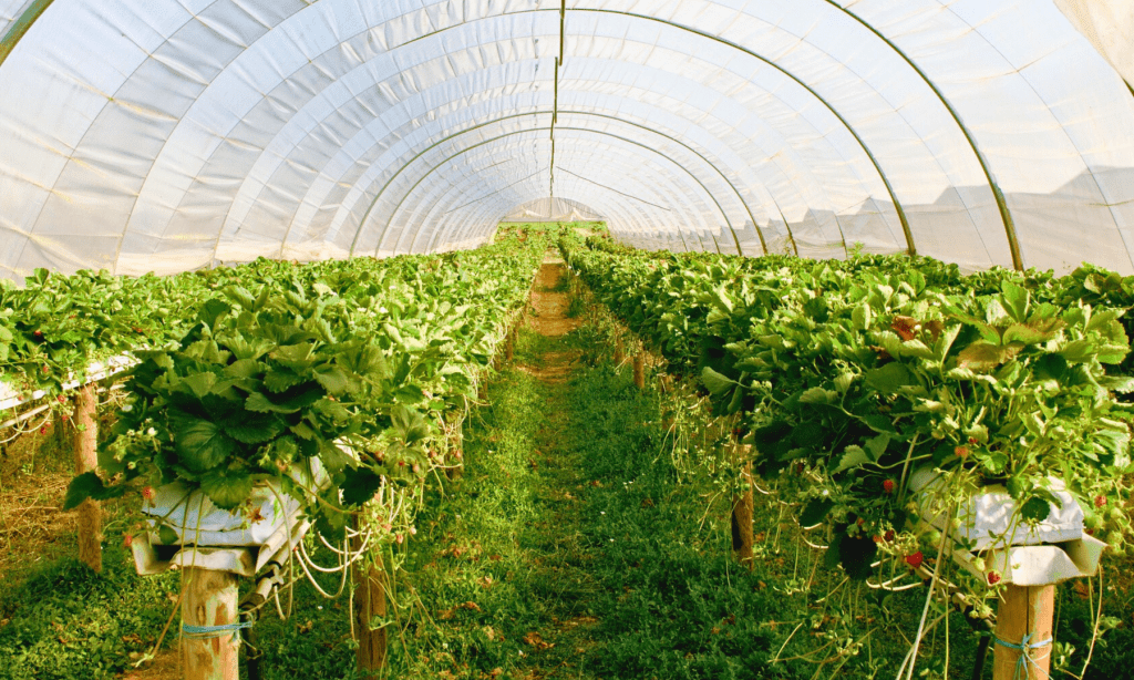 Horticulture packaging shown in greenhouse with breathable plant covers and soil protection systems.
