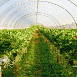 Horticulture packaging shown in greenhouse with breathable plant covers and soil protection systems.