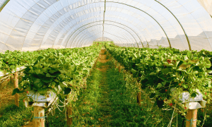 Horticulture packaging shown in greenhouse with breathable plant covers and soil protection systems.