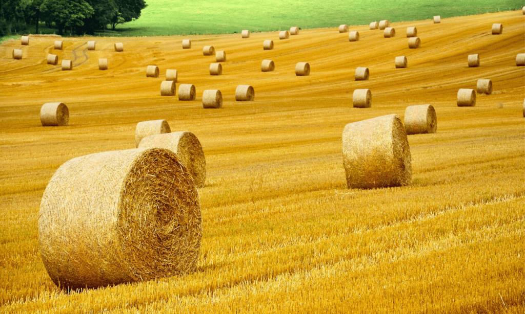 Harvested hay rolls in paddock showing agricultural packaging solutions.