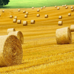 Harvested hay rolls in paddock showing agricultural packaging solutions.
