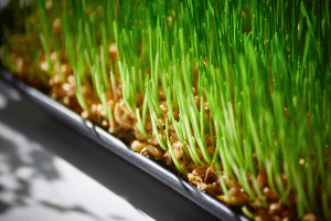 Seedlings growing in trays supported by breathable horticulture packaging for early plant development.