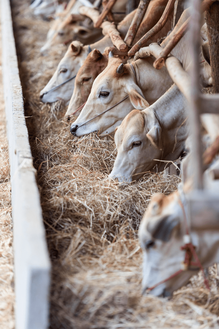 Cow near feed area representing animal nutrition sector